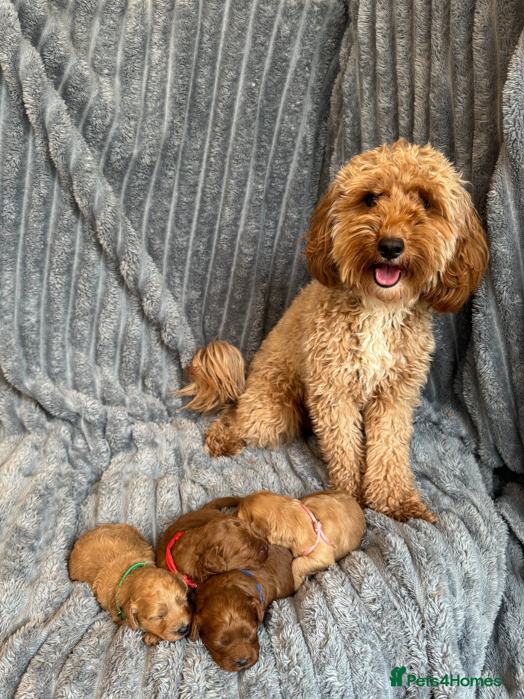 Cavapoo dogs for sale: Beautiful Cavapoo Puppies🐶 - Image 15