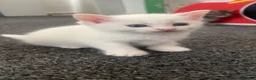 Domestic Shorthair cats for sale: 2 Kittens  - Advert 3