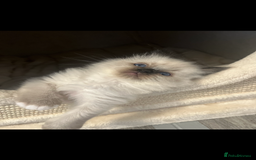 Ragdoll cats for sale: GCCF REGISTERED DNA TESTED PARENTS AND CLEAR  - Image 14