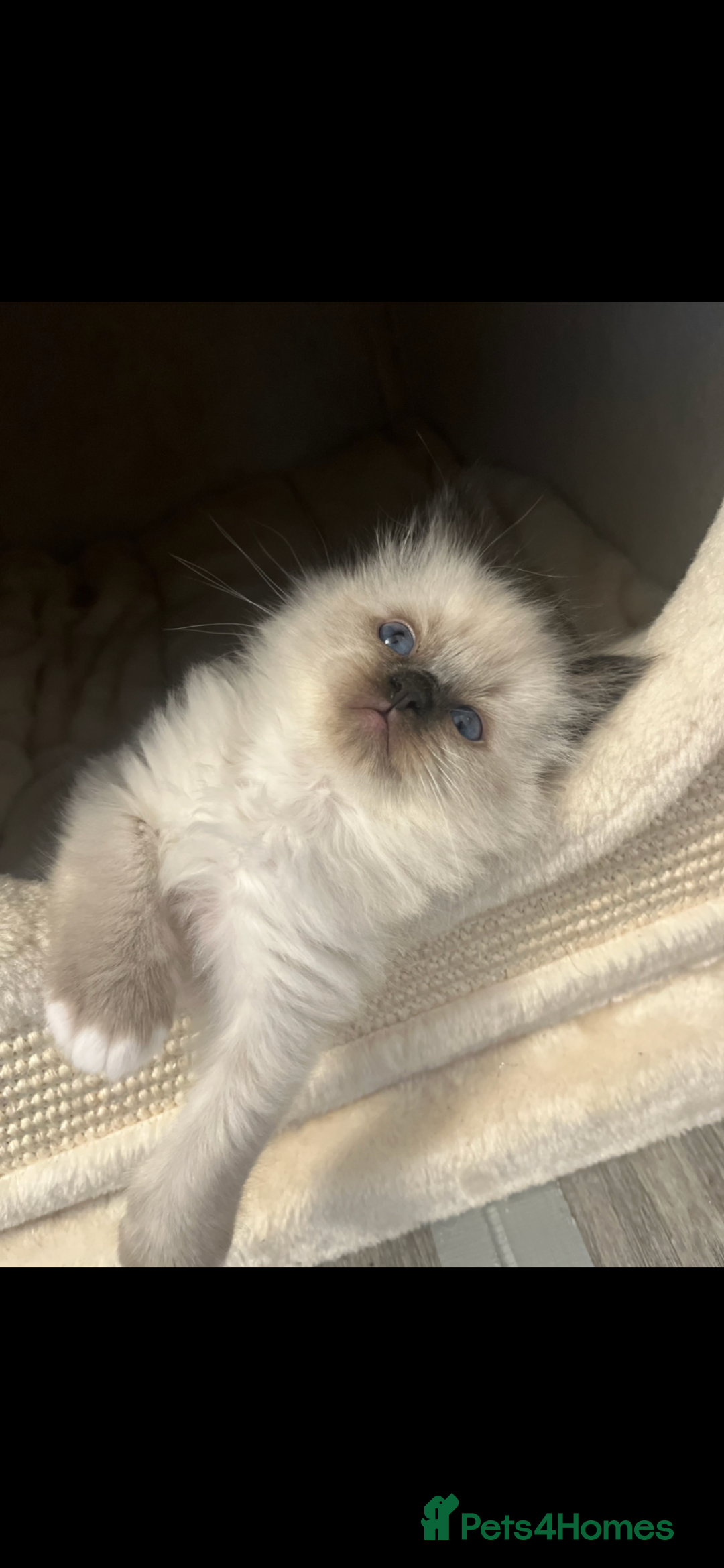 Ragdoll cats for sale: GCCF REGISTERED DNA TESTED PARENTS AND CLEAR  - Image 14