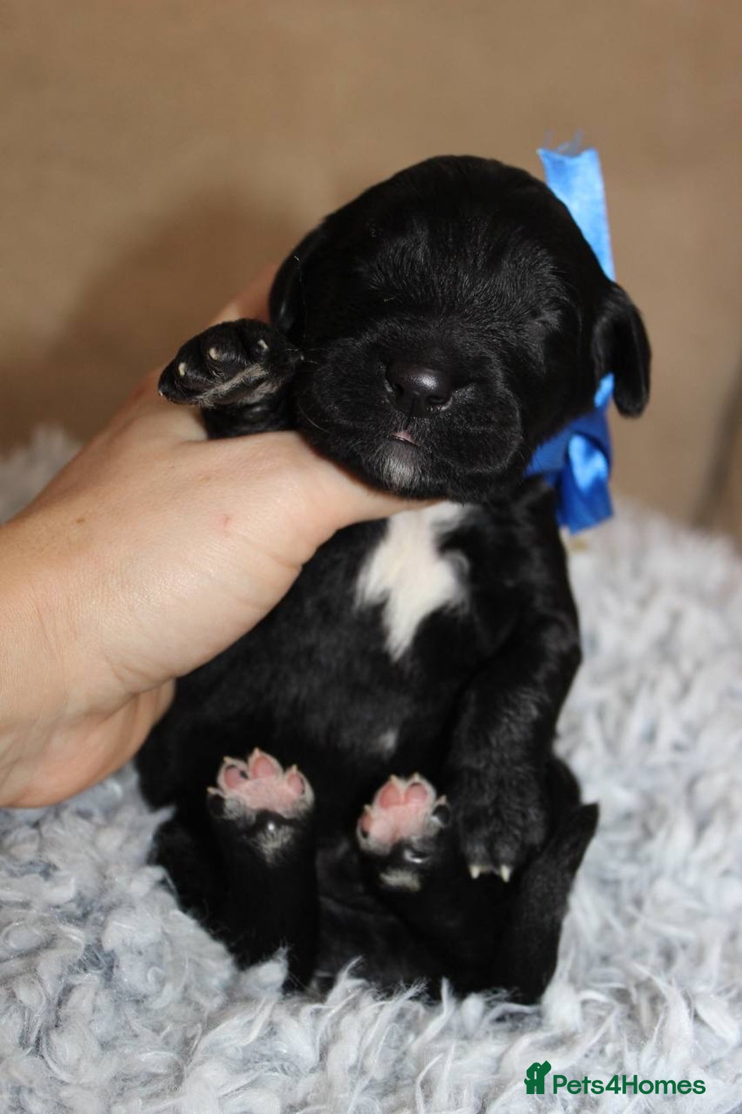 Goldendoodle dogs for sale: F1 Goldendoodle black Puppies - Advert 15