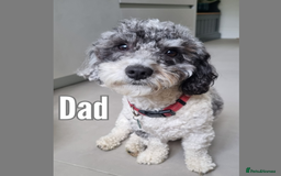 Maltipoo dogs for sale: Rare F2 Toy Maltipoos, DNA Clear + Basic Training - Image 7