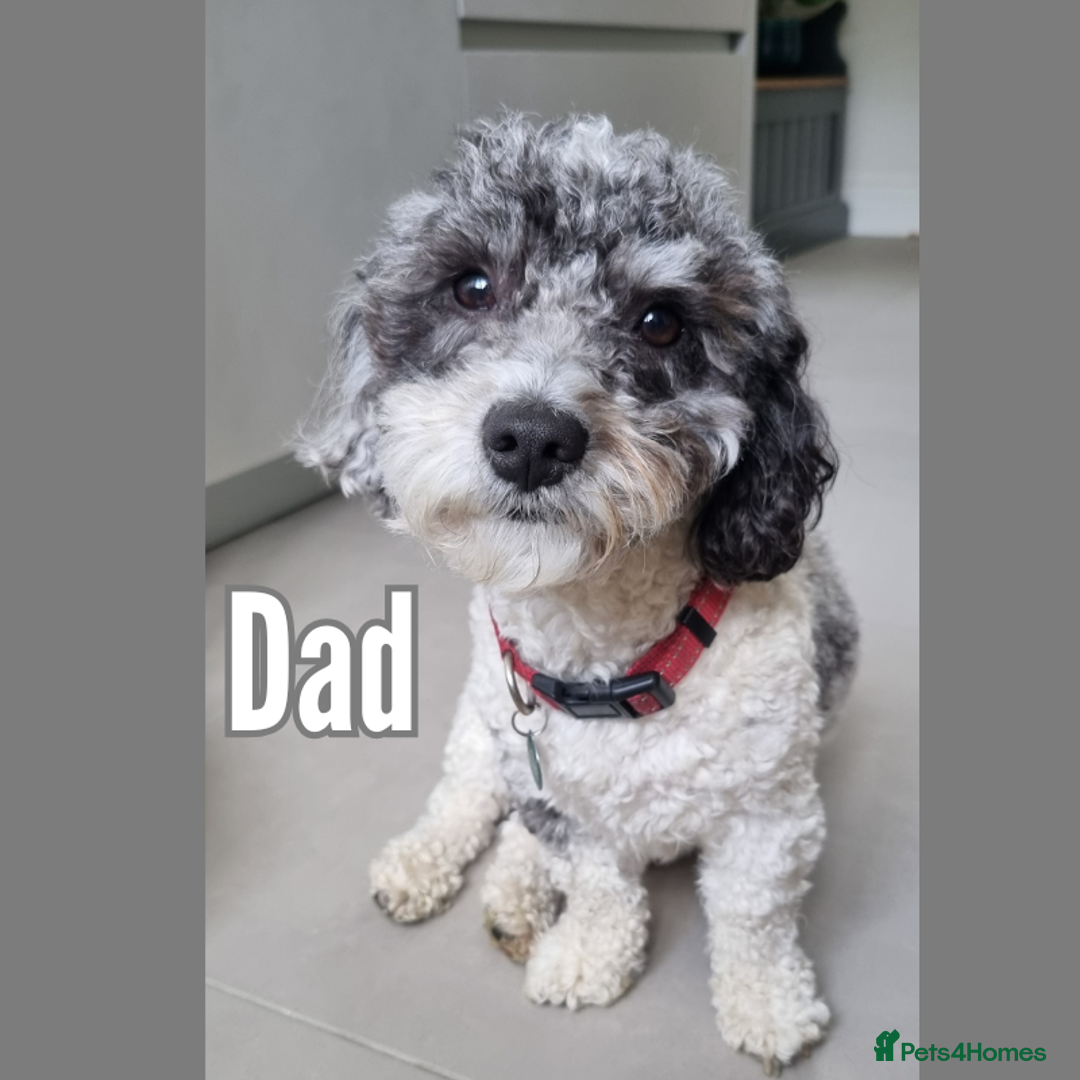 Maltipoo dogs for sale: Rare F2 Toy Maltipoos, DNA Clear + Basic Training - Image 7