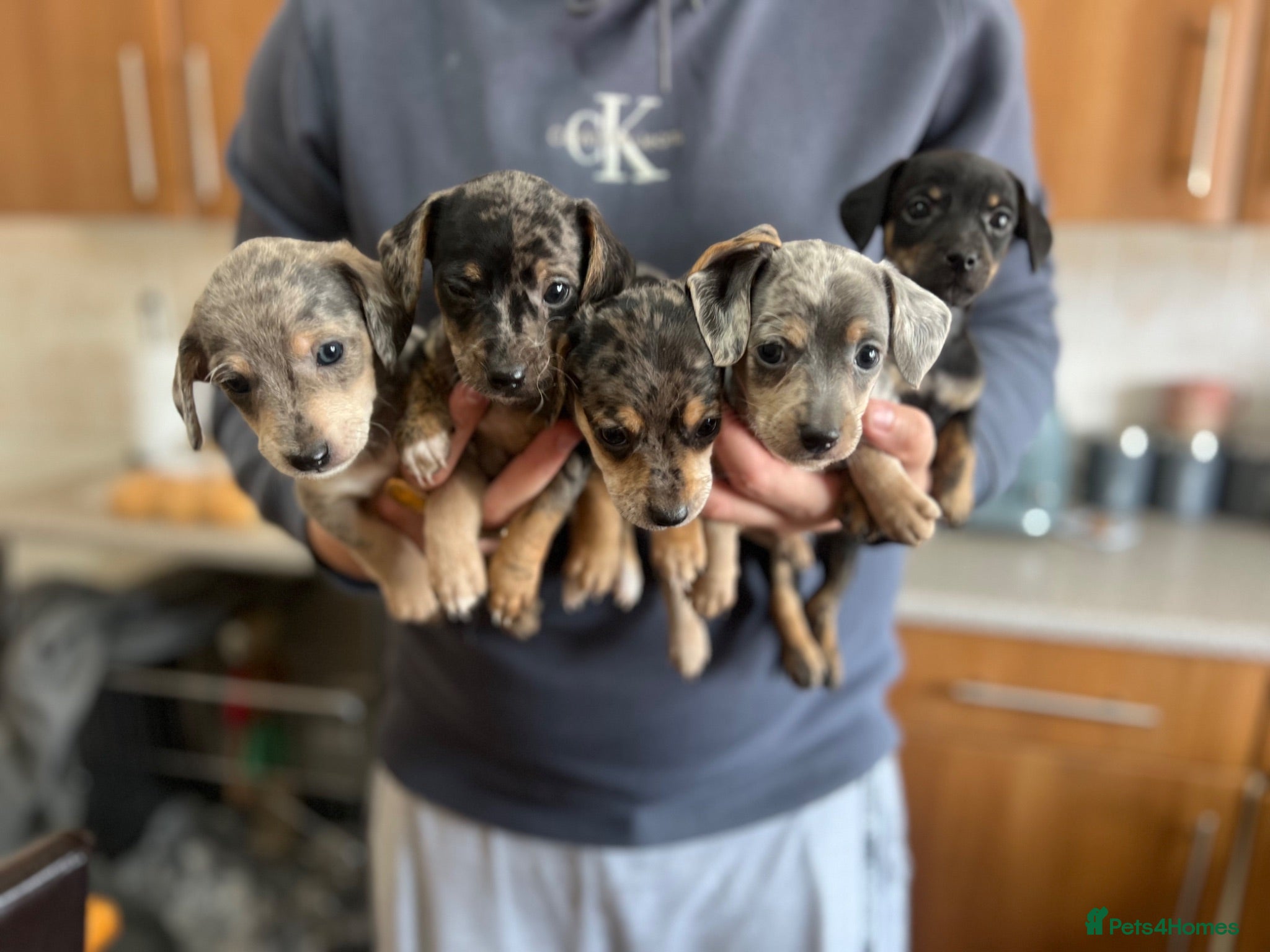 Mixed Breed dogs Miniature dachshund x Bichon puppies  - Advert 9