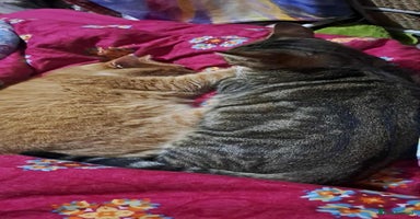 Mixed Breed cats Lovely Kittens 😻 - Advert 6