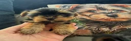 Yorkshire Terrier dogs for sale: Tiny Toy Yorkshire Terrier Puppies (Yorkie) - Advert 9