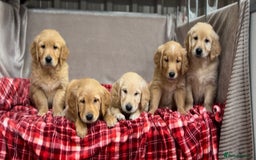 Golden Retriever dogs for sale: STUNNING GOLDEN RETRIEVER PUPPIES READY NOW - Image 12