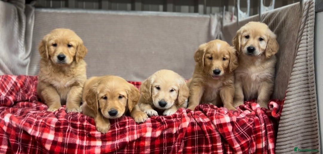 Golden Retriever dogs for sale: STUNNING GOLDEN RETRIEVER PUPPIES READY NOW - Image 12