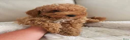 Maltipoo dogs for sale: Beautiful Maltipoo puppies  - Advert 4