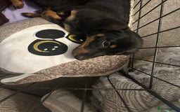 Dachshund dogs for sale: 1 handsome Dachshund Boy left - Advert 6
