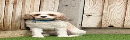 Cavapoo dogs for sale: Rehoming Male dog 3 years old - Advert 3