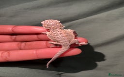 Bearded Dragon reptiles for sale: Bearded dragon babies, hypo, translucent, silkies  - Image 10