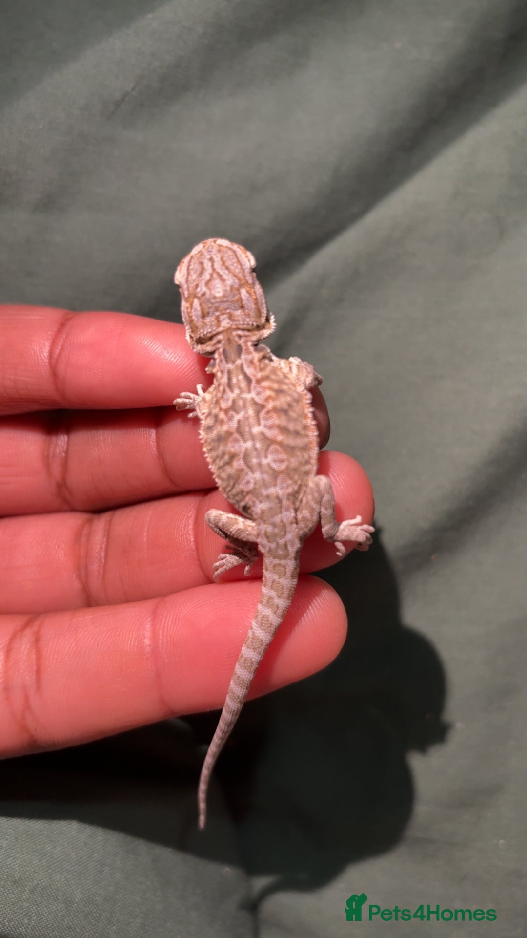 Bearded Dragon reptiles for sale: Bearded dragon babies, hypo, translucent, silkies  - Image 10