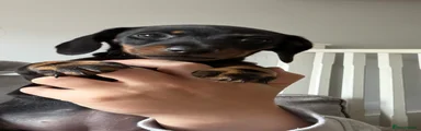 Miniature Dachshund 6