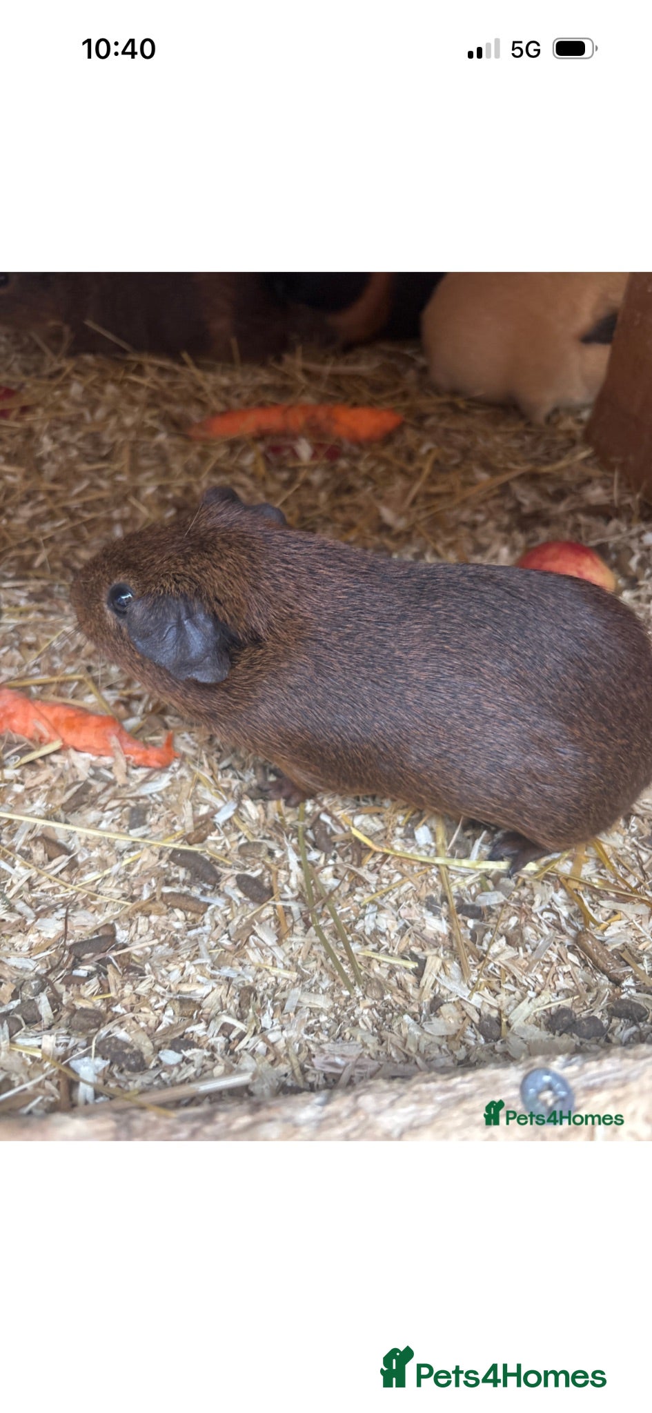 Guinea Pig rodents Baby guinea pigs  - Advert 1