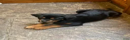 Rottweiler dogs for sale: Male Rottweiler Pup - Advert 6