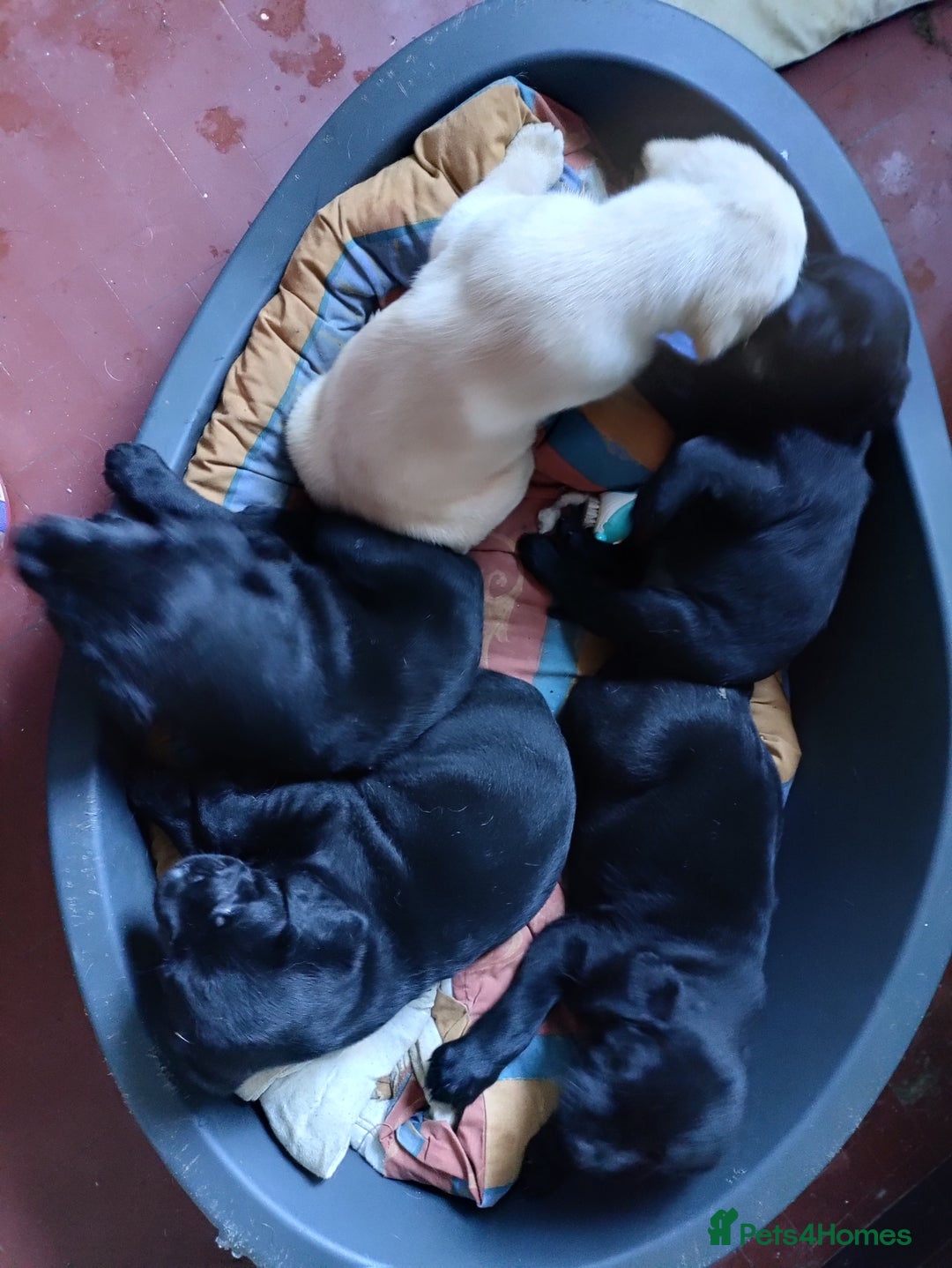Labrador Retriever dogs for sale: Adorable Labrador Puppies  - Advert 8