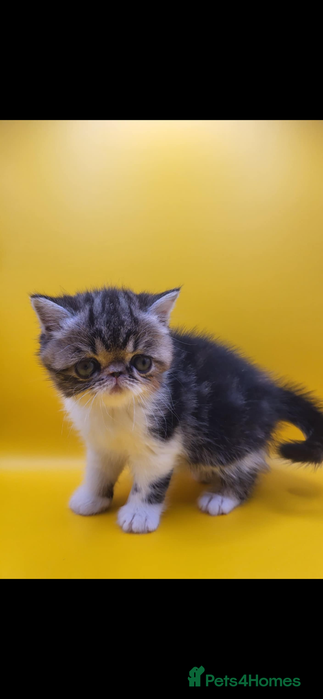 Exotic cats for sale: Exotic kittens  - Advert 17