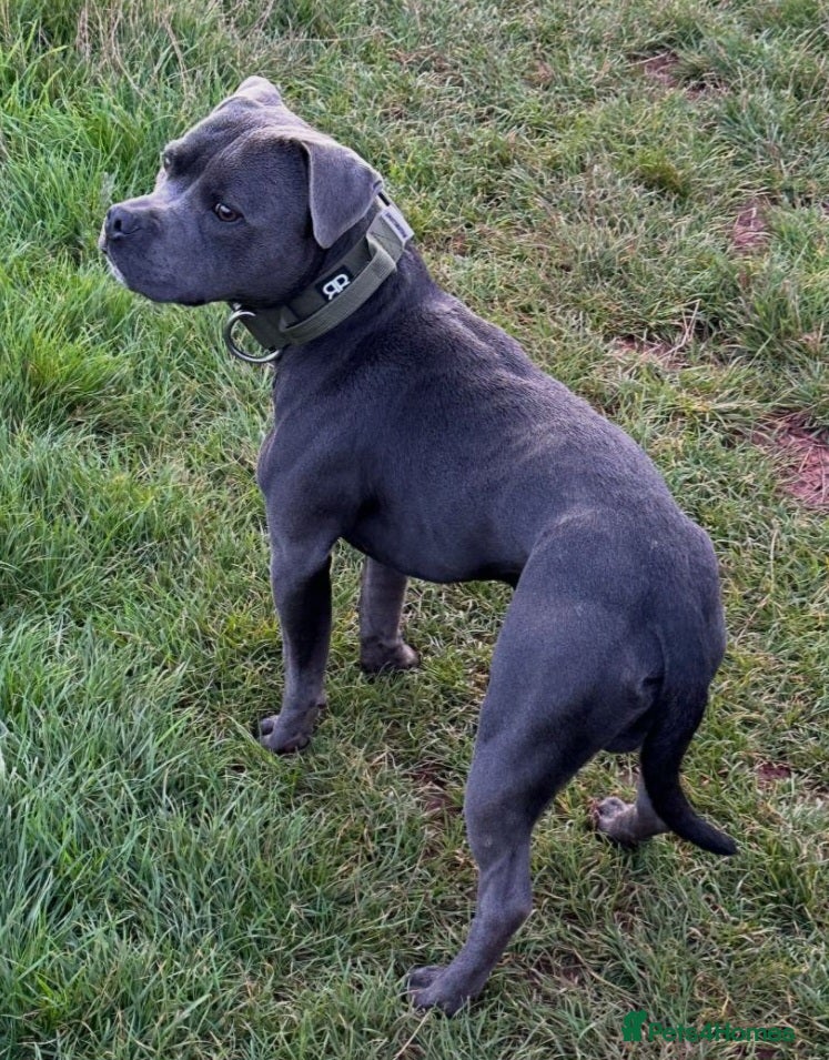 Staffordshire Bull Terrier dogs KC reg Staffordshire Bull Terrier male for sale - Advert 8