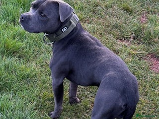 Staffordshire Bull Terrier dogs KC reg Staffordshire Bull Terrier male for sale - Advert 1