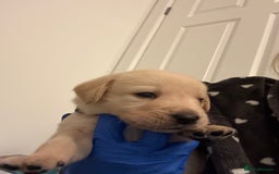 Goldador dogs for sale: Goldador puppies ❤️ - Advert 4