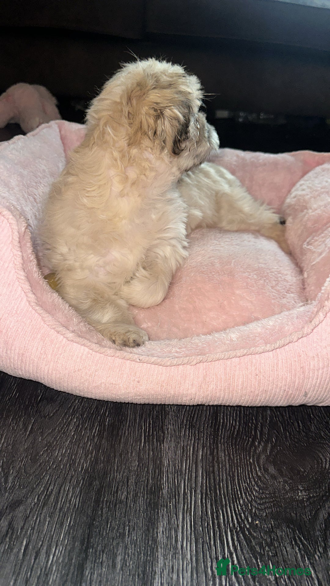 Shih Tzu dogs for sale: ONE PUPPY AVAILABLE READY NOW - Advert 5