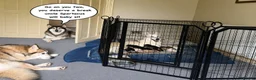 Mixed Breed dogs for sale: Husky Hybrid Puppies (Utonagans)  - Advert 12