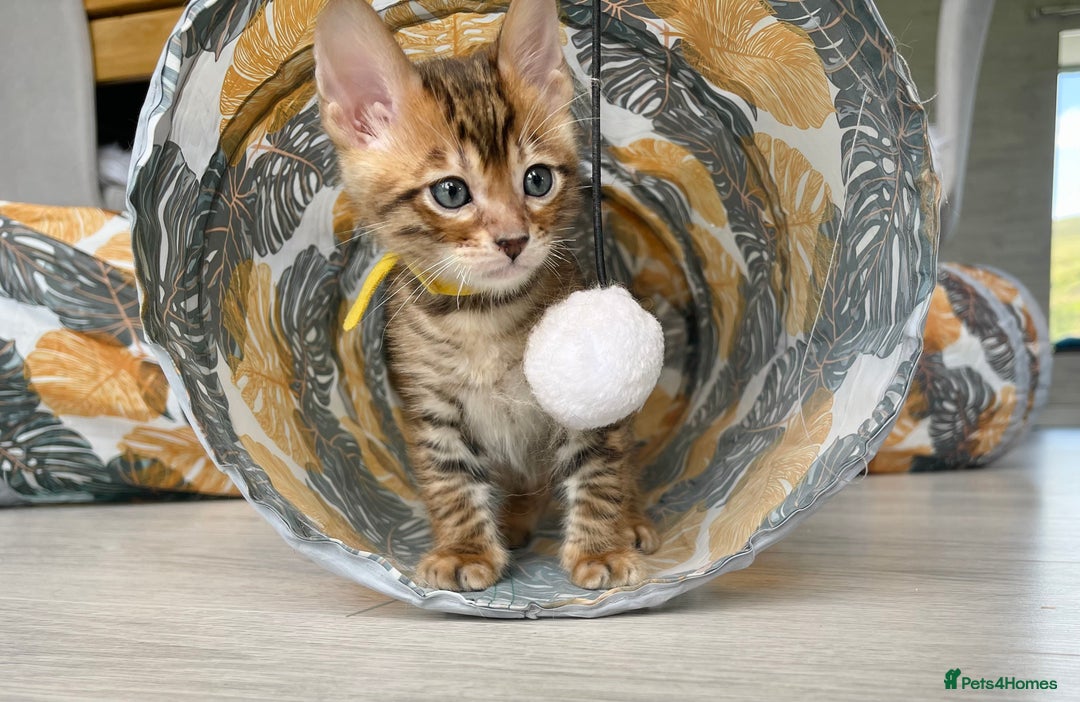Toyger cats for sale: Full Pedigree Toyger Kittens Last Litter of 2025 - Image 27