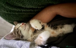 Mixed Breed cats for sale: 3 cute kittens ready for new home - Image 4