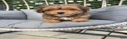 Shihpoo dogs for sale: Shihpoo Puppies  - Advert 6