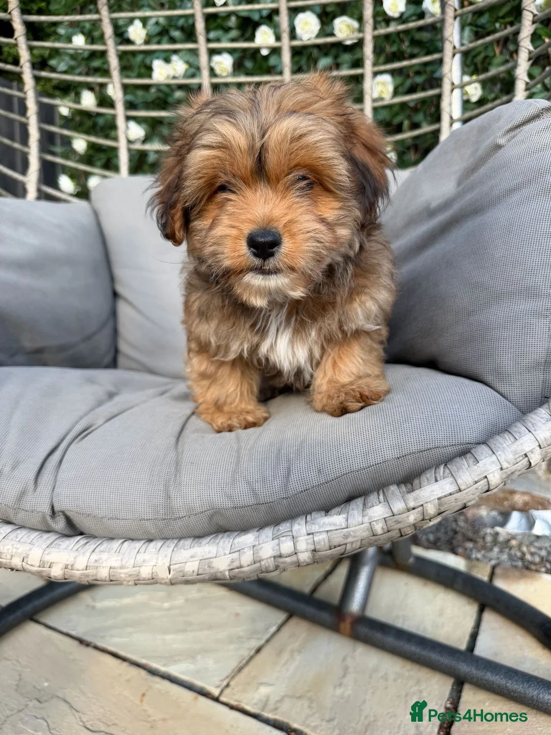 Shihpoo dogs for sale: Shihpoo Puppies  - Advert 6