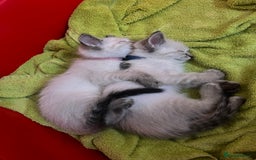Ragdoll cats for sale: *Update- Only 1 left!* Gorgeous Ragdoll kittens!  - Image 24