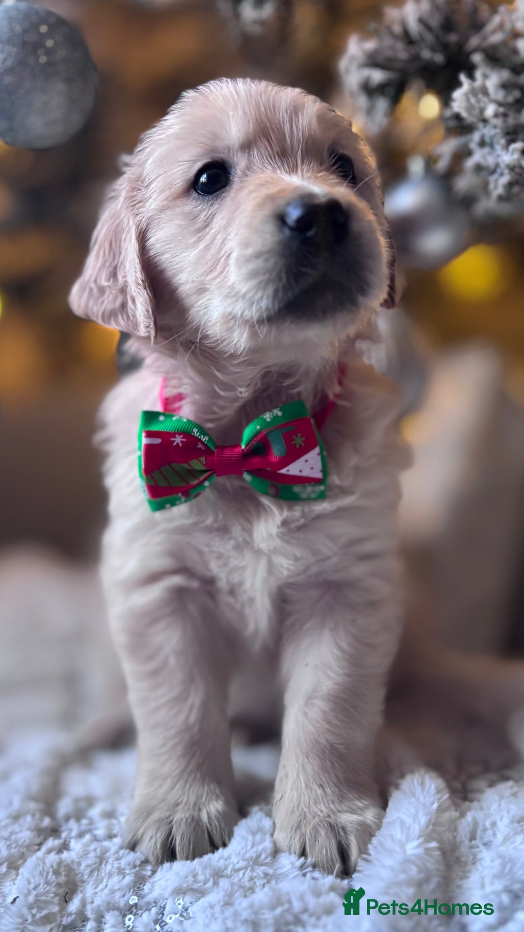 Golden Retriever dogs for sale: champion lines kc golden retriever puppies  - Advert 15