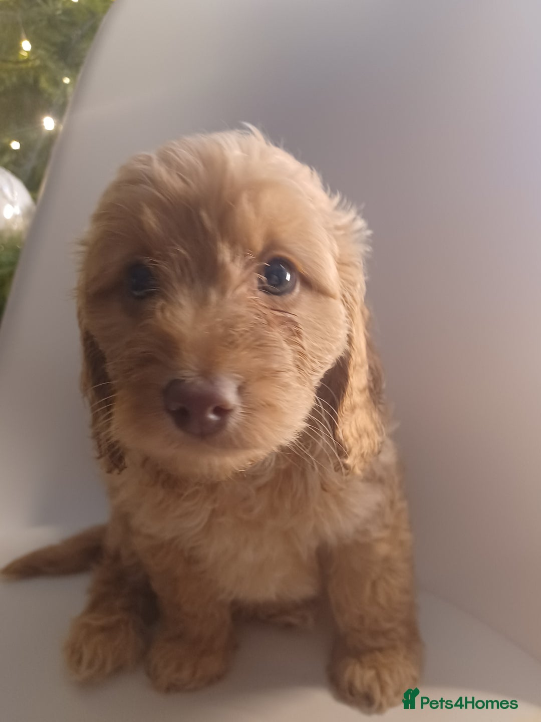 Cavapoo dogs for sale: 🐶  Cavapoo/ miniature poodle 🐶  - Advert 23