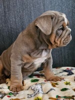 English Bulldog dogs Kc british bulldogs - Advert 2