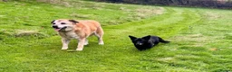 Mixed Breed dogs for adoption: ROSIE 11 yrs large gentle, kind, calm, so friendly in Llanybydder - Advert 5