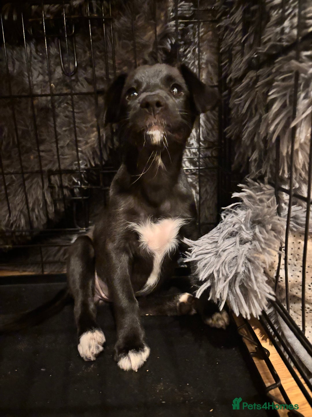 Mixed Breed dogs for sale: Pomeranian x Chihuahua puppies  - Advert 16