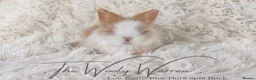 Lionhead rabbits for sale: Fully Vaccinated Lionhead Brothers  - Advert 11