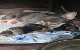 French Bulldog dogs for sale: French bull dog Puppies - Image 34
