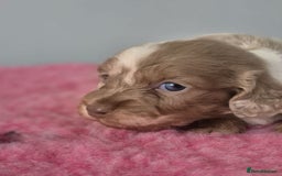 Miniature Dachshund dogs for sale: KC Registered Miniature Dachshund  - Image 19