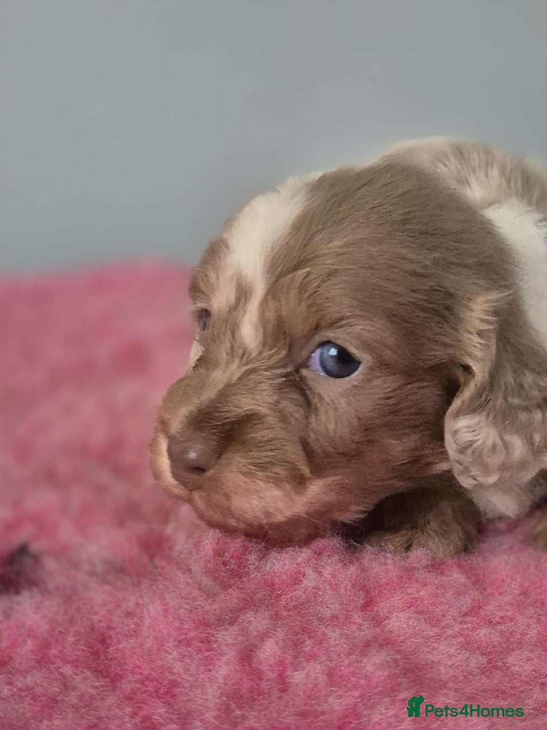 Miniature Dachshund dogs for sale: KC Registered Miniature Dachshund  - Image 19