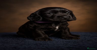 Cockapoo dogs in Brighouse - Advert 9