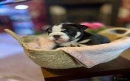 English Bulldog dogs for sale: 💙💗 exceptional English bulldog puppies 💗 💙  - Image 4