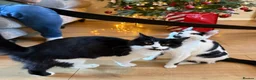 British Longhair cats for sale: 11 month old kitten & 5 month old kitten  - Advert 12