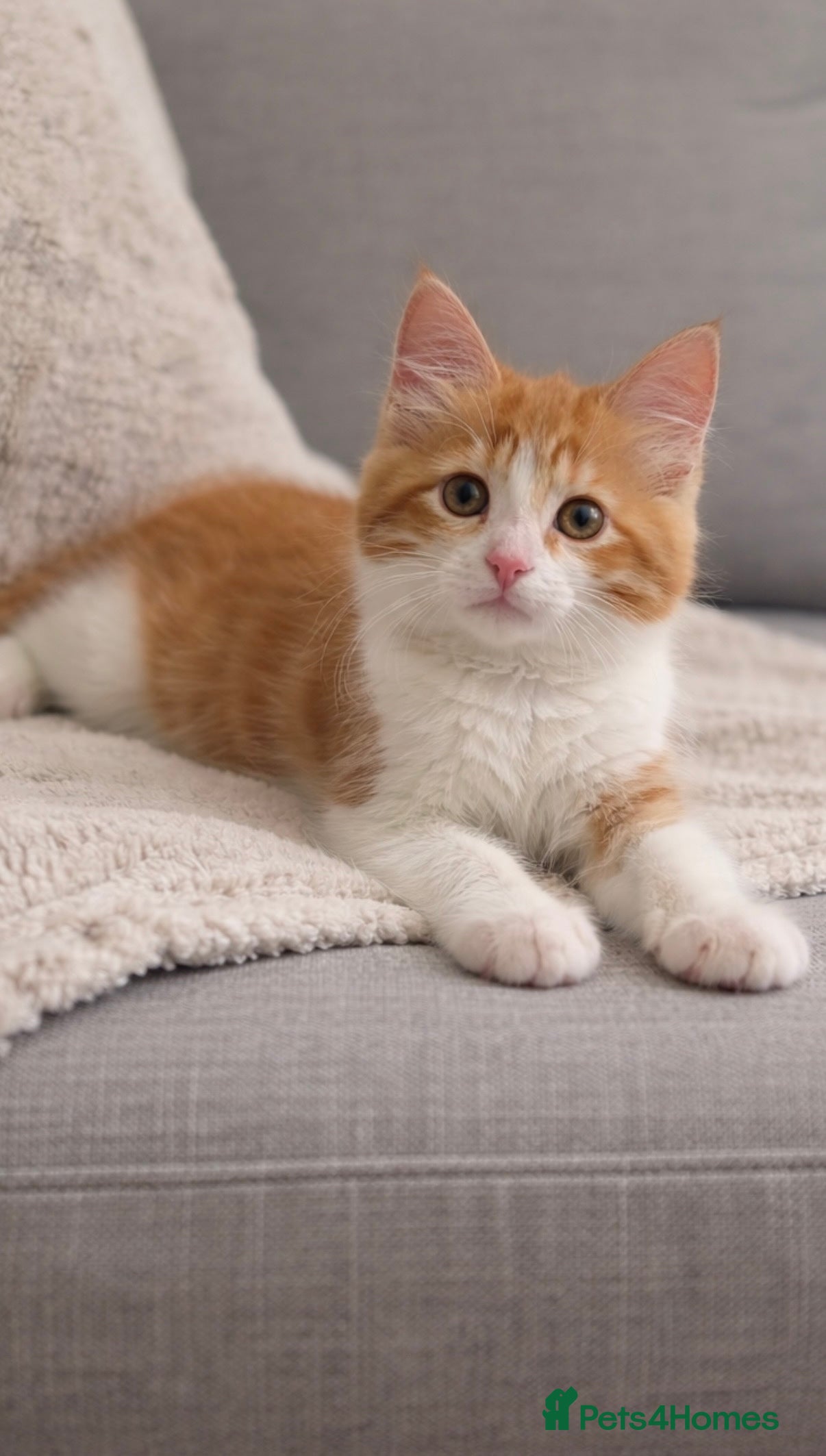 Mixed Breed cats British shorthair cross ragdoll  - Advert 8