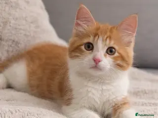 Mixed Breed cats British shorthair cross ragdoll - Advert 5