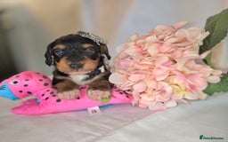 Mixed Breed dogs for sale:  miniature dachshund cross toy poodle doxiepoo   - Image 38