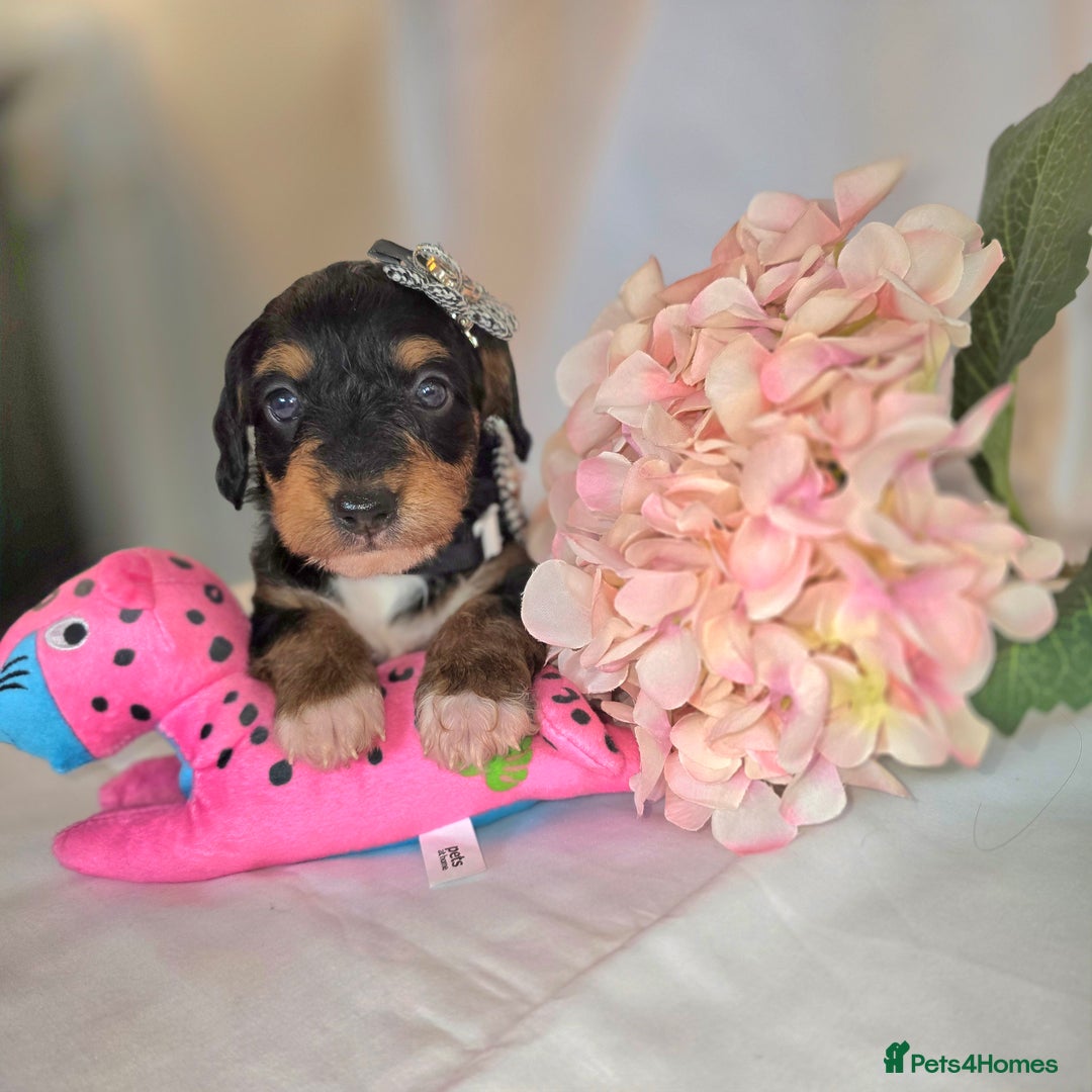 Mixed Breed dogs for sale:  miniature dachshund cross toy poodle doxiepoo   - Image 38