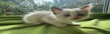 Ragdoll 2