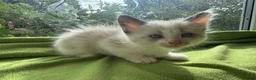 Ragdoll cats for sale: Beautiful Ragdoll Kittens :)  - Advert 20